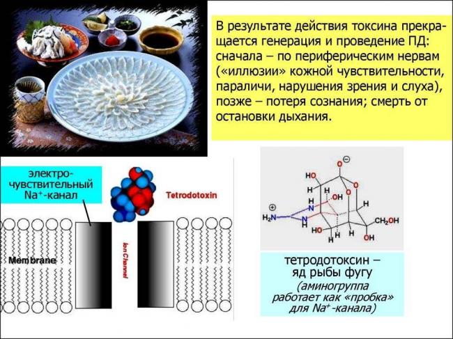 Роль и значение бактерий-сапротрофов в природе