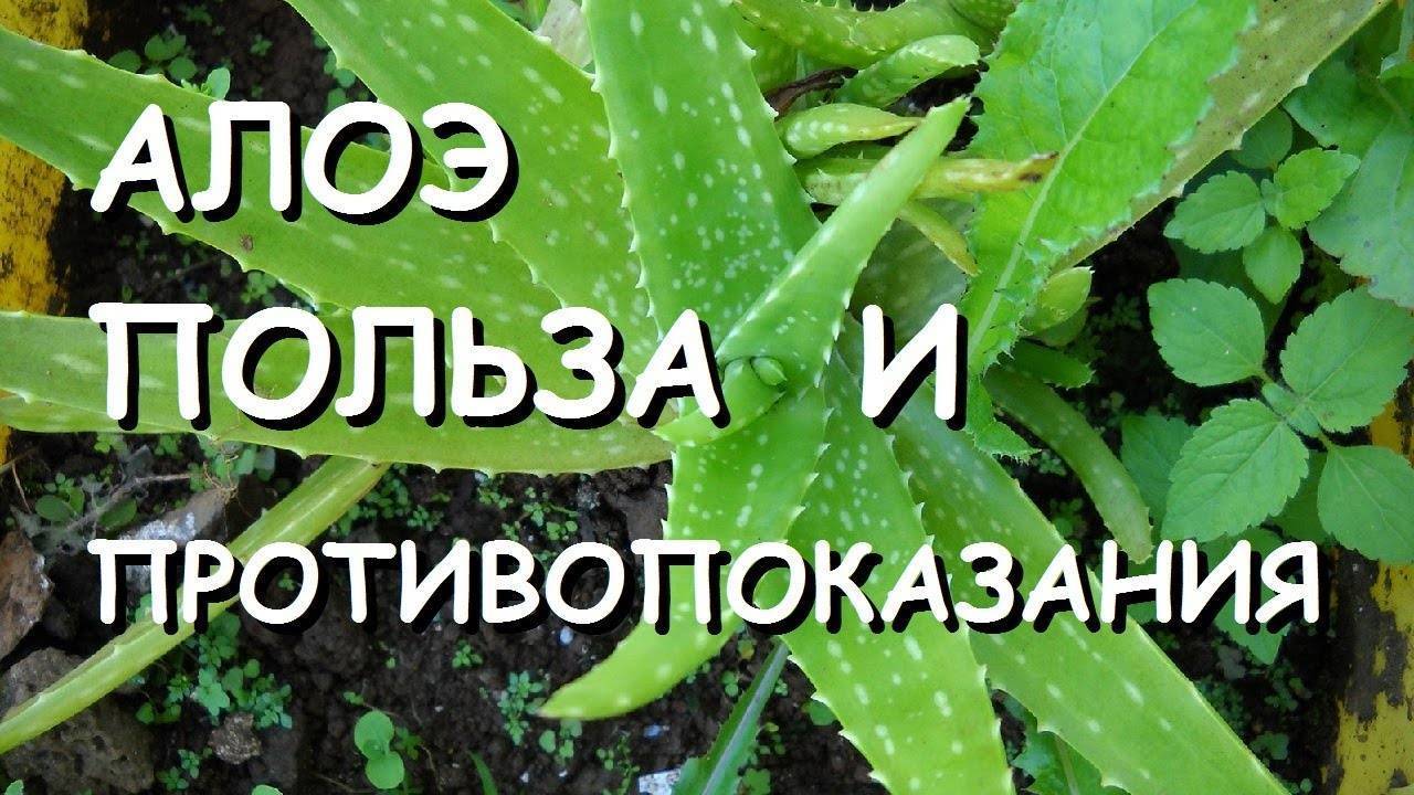 Алоэ с медом: свойства и рецепты