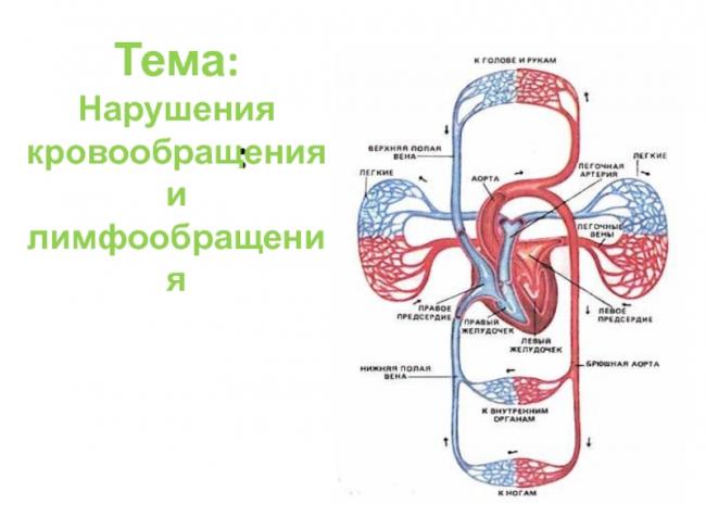 Лечение нарушений системы кровообращения человека - medside.ru
