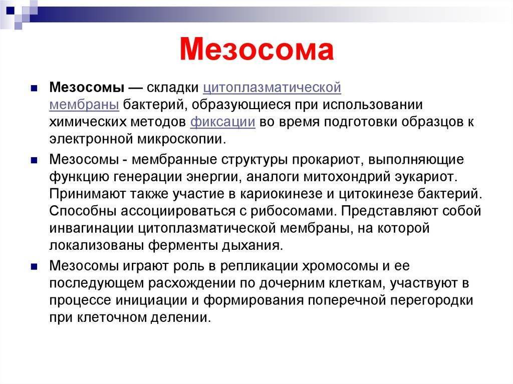 Какие организмы относятся к прокариотам