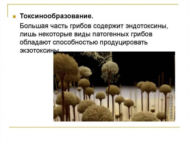 Свойства и особенности патогенных микроорганизмов, их влияние на человека