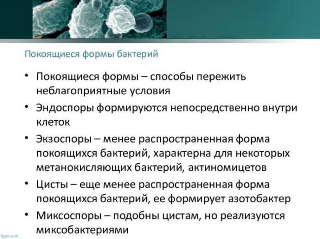 Какие бывают типы или виды бактерий и как их определить