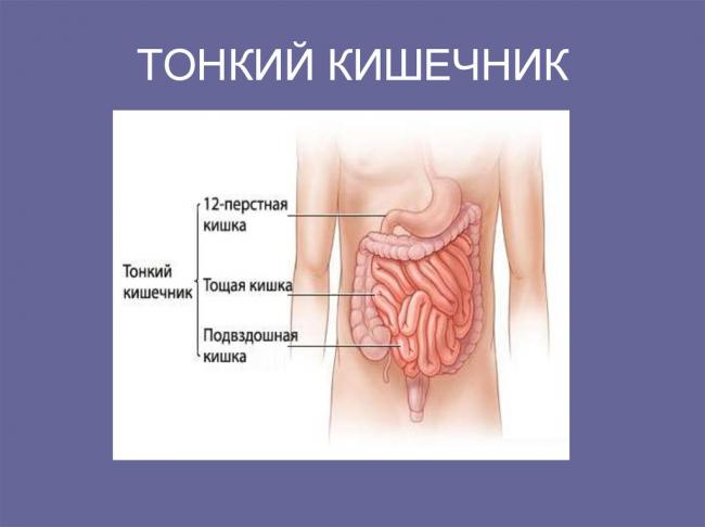 Proteus mirabilis в моче — здоровые почки