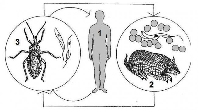 Эвглена зеленая (euglena): строение и среда обитания, образ жизни и способ размножения