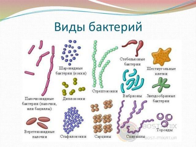 Кишечная палочка – заболевания, пути передачи, симптомы кишечных инфекций и заболеваний мочеполового тракта (у женщины, у мужчины, у ребенка), методы лечения. выявление бактерии в анализе мочи и в мазке из влагалища