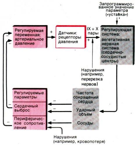 Какие продукты влияют на давление: польза и вред еды | food and health