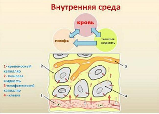 Препарат трифала: свойства и применение