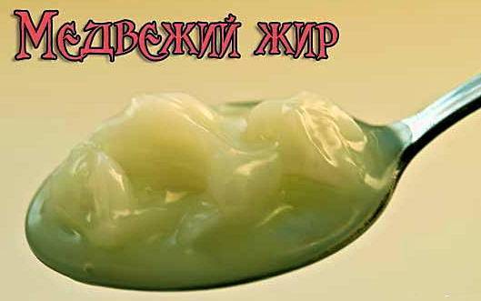 Применение медвежьего жира при кашле