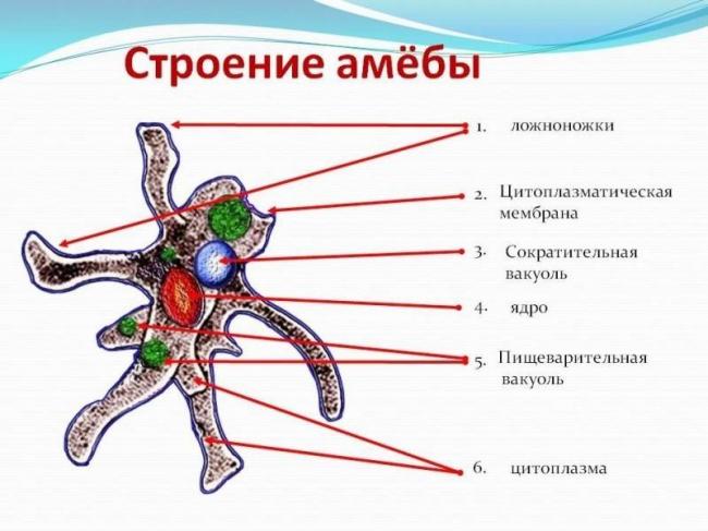 Чем отличаются бактерии от амёбы?