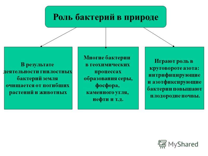 Роль бактерий в природе и жизни человека