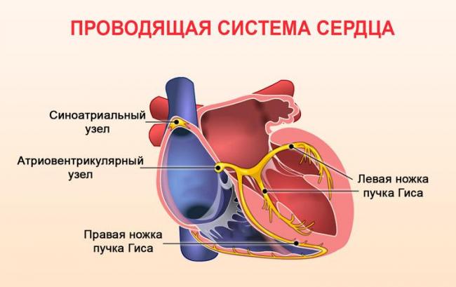 Кровеносные сосуды: строение и функции сосудов, патологии
