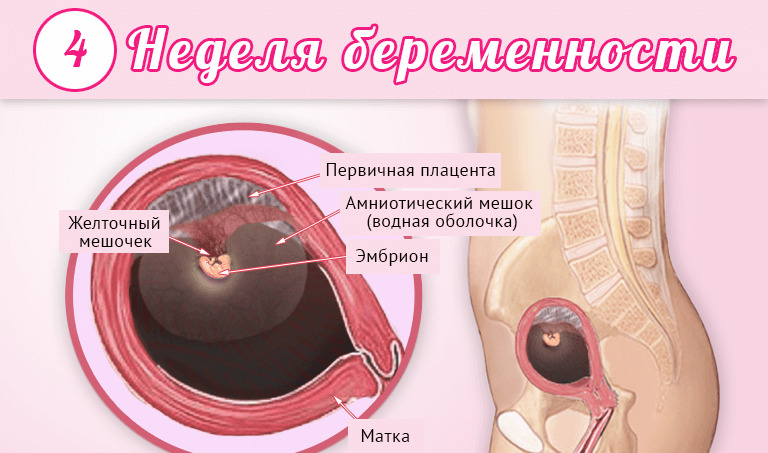 Первый месяц беременности, что происходит?