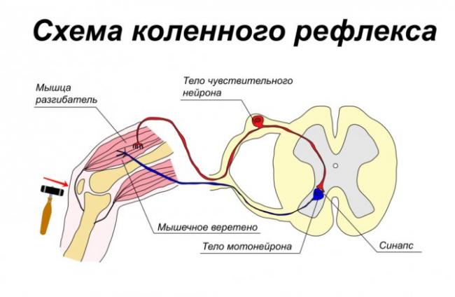 Периферическое кровообращение: значимость, анатомия, патология, лечение нарушений