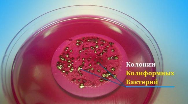 Колиформные бактерии - это что такое?