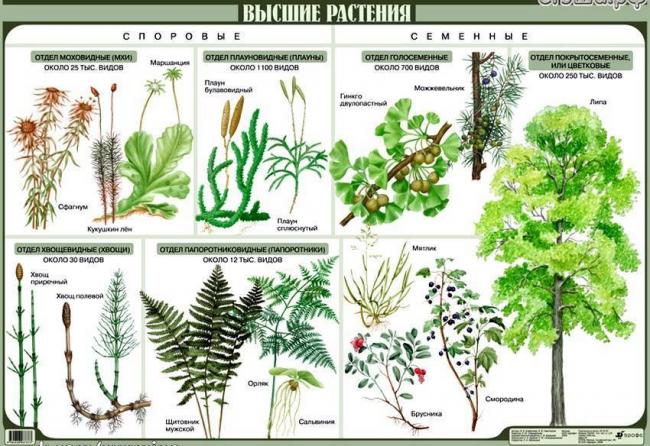 Эвглена зеленая – то ли животное, то ли растение
