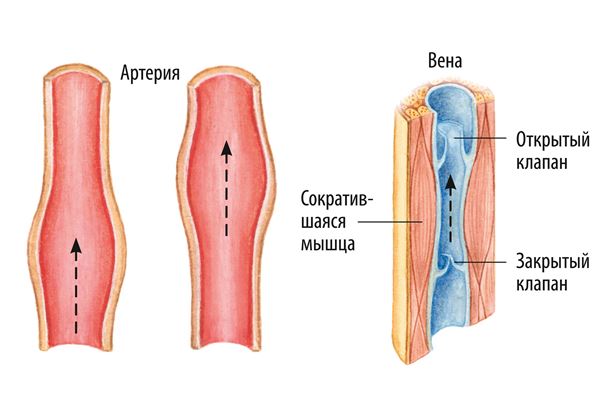 Тест по теме сердце и сосуды