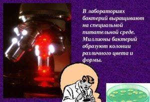 Как человек использует бактерии в практической деятельности. промышленное использование микроорганизмов