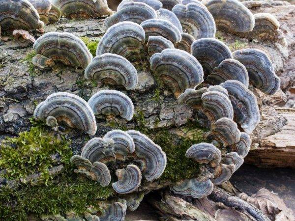 Симбиотические бактерии - symbiotic bacteria - qwe.wiki