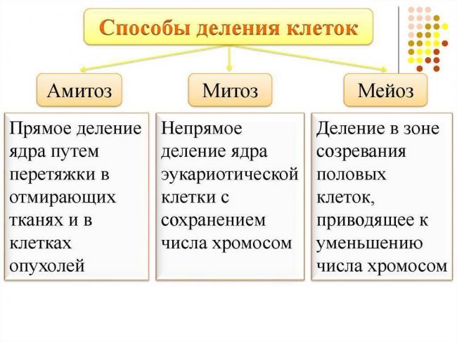 Как размножаются микробы