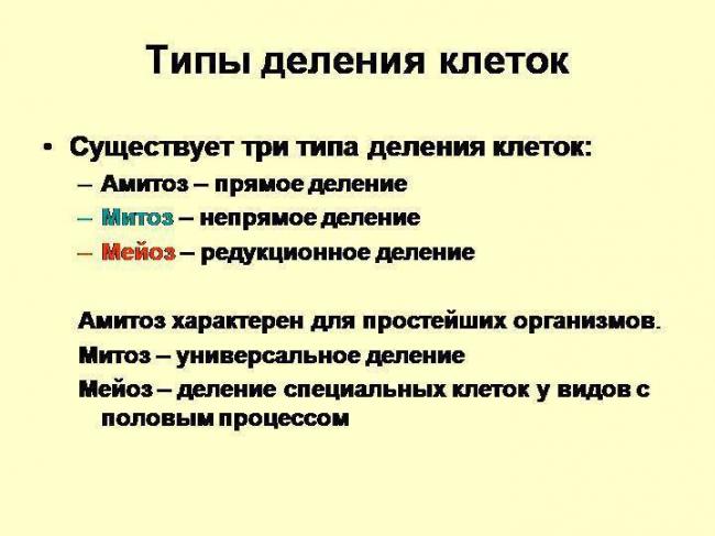 Бактерии: размножение, способы, рост, факторы роста. фото