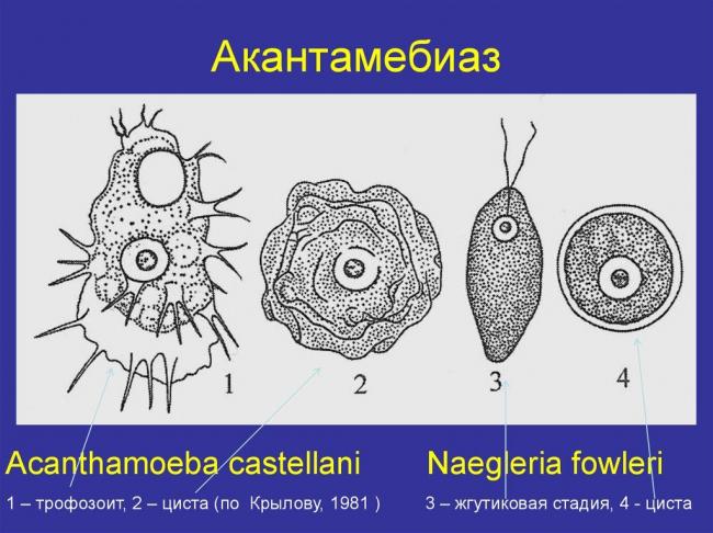 Амеба обыкновенная: строение, дыхание, питание