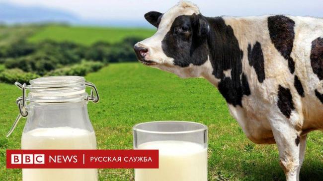 Молоко: польза и вред для здоровья организма