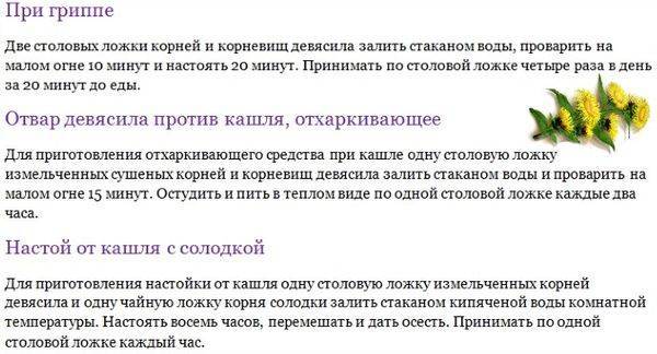 Девясил: как заваривать, как пить, полезные и лечебные свойства, применение в народной медицине, показания и противопоказания