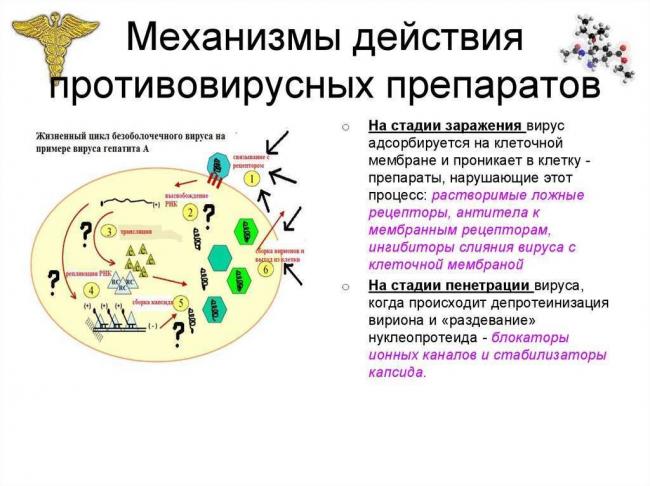 Коронавирусная инфекция: заражение, формы, течение, терапия