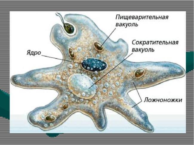 Чем и как отличаются бактерии от простейших