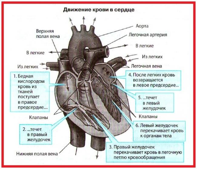 Сердечно-сосудистая система - circulatory system - qwe.wiki