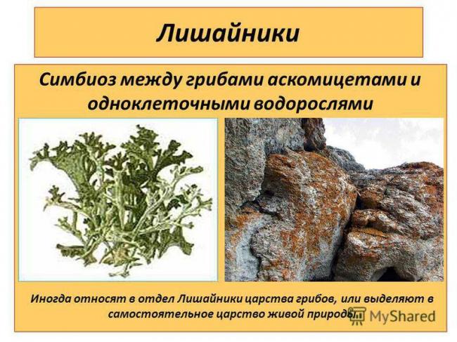 Симбиотические бактерии - symbiotic bacteria
