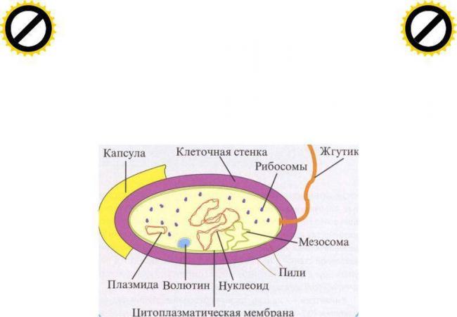 Бактерии. строение бактериальной клетки. формы. фото