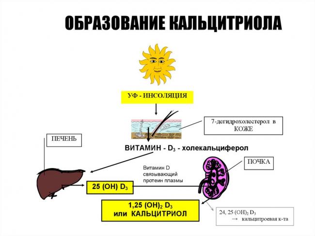 Гормоны кальциевого обмена
