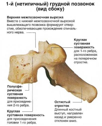 Отделы позвоночника человека за что отвечает каждый позвонок