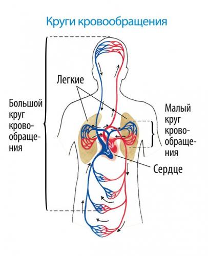 Тест по теме сердце и сосуды