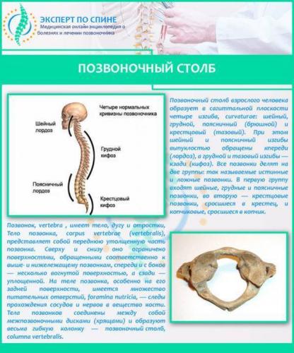 Отделы позвоночника человека за что отвечает каждый позвонок