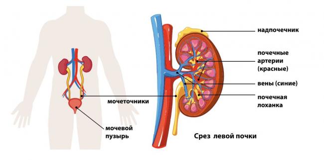 Генетический риск развития гипертонии