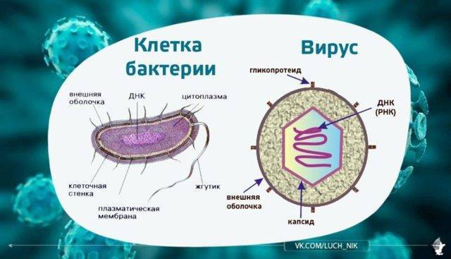 Микробиота кишечника: значение бактерий в формировании иммунитета