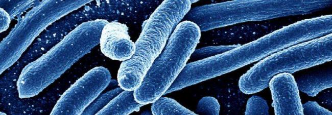 К каким последствиям в организме приводит появление кишечной палочки e. coli в моче