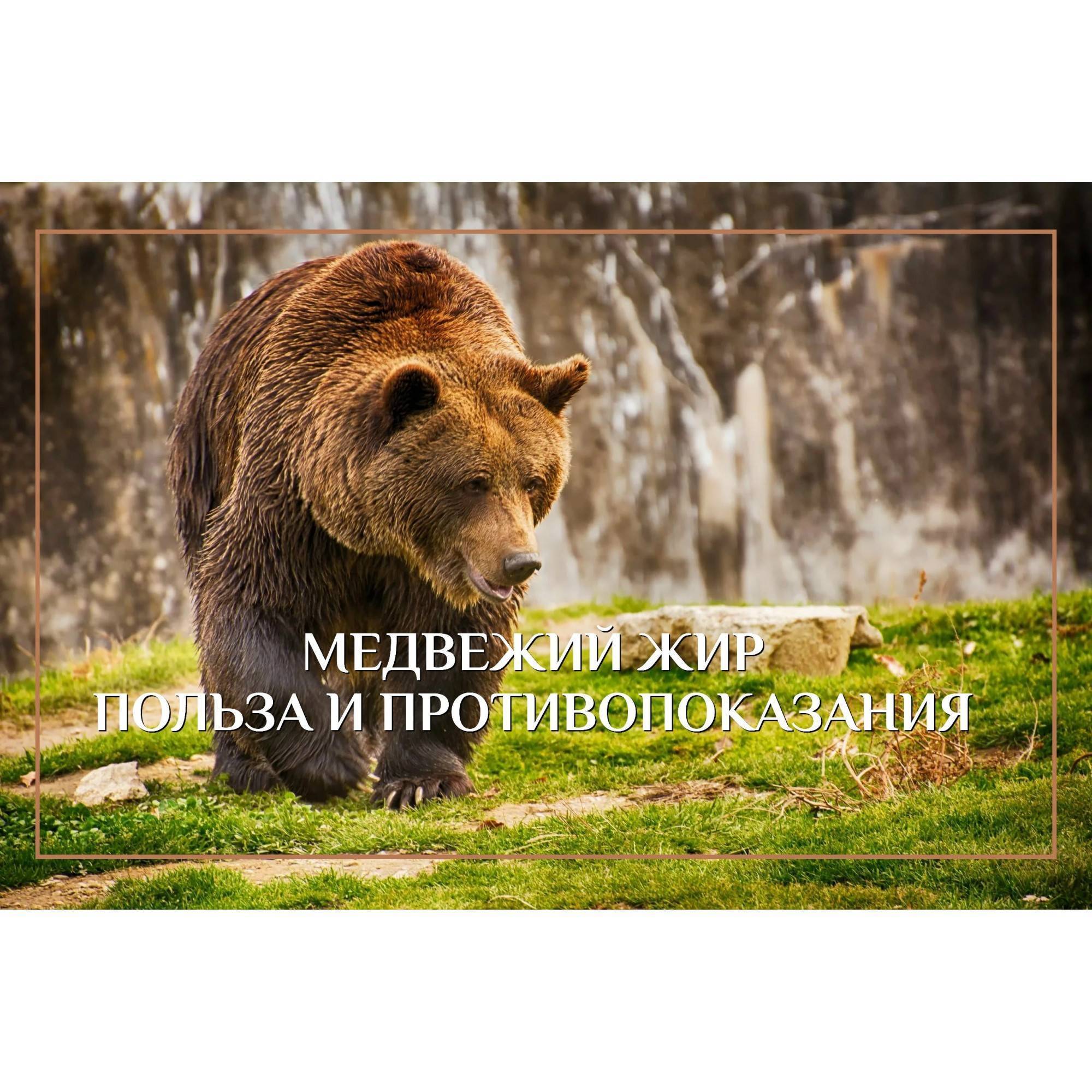 Медвежий жир от кашля – свойства и противопоказания