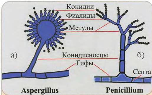 Грибы: классификация, общая характеристика, особенности строения, способы размножения