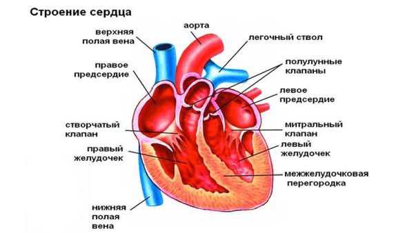 Аневризма брюшной части аорты: причины возникновения, симптомы и лечение