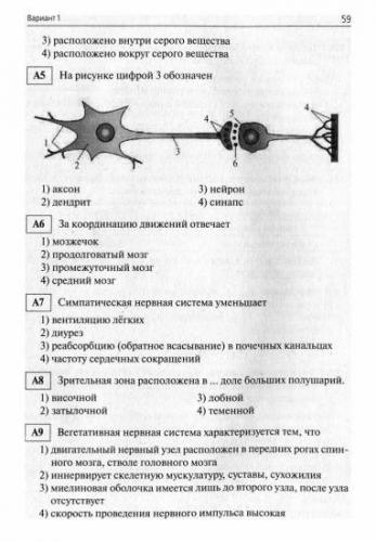 Нервная система: функции, отделы, принцип работы