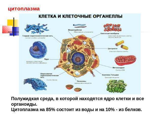 Клетка