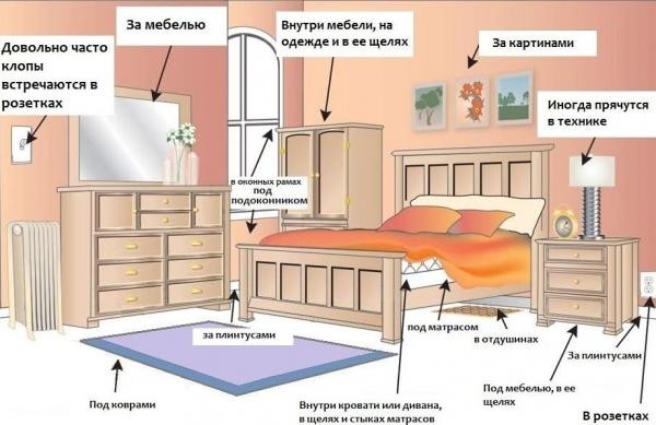 Укусы клопов на теле человека: когда проявляются, чем лечить и как избежать