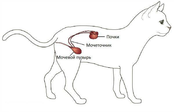 Ветбицин-5 Vetbicinum-5