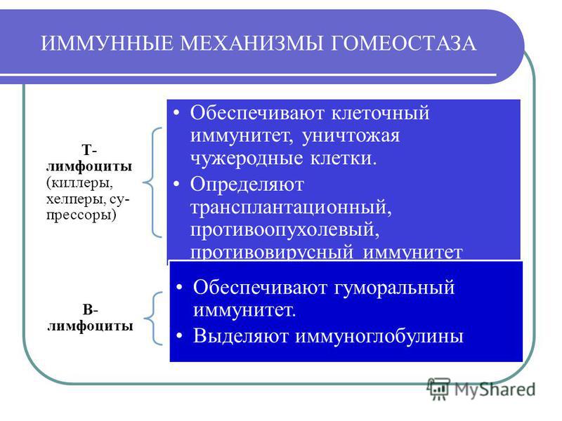 Гомеостаз