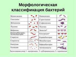 Характеристика основных групп микроорганизмов