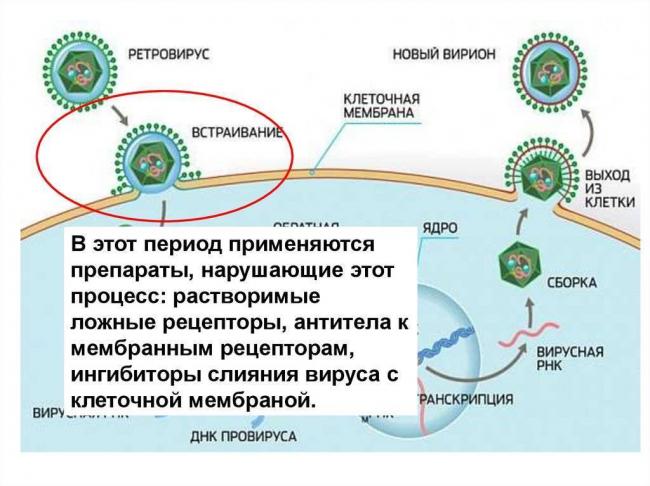 Противовирусные средства: разновидности, основные характеристики, принцип действия, показания, противопоказания, основные характеристики