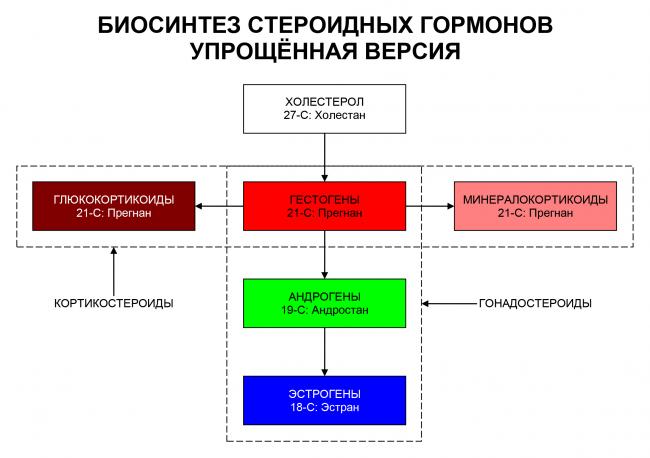 Лептин — гормон голода. контроль лептина